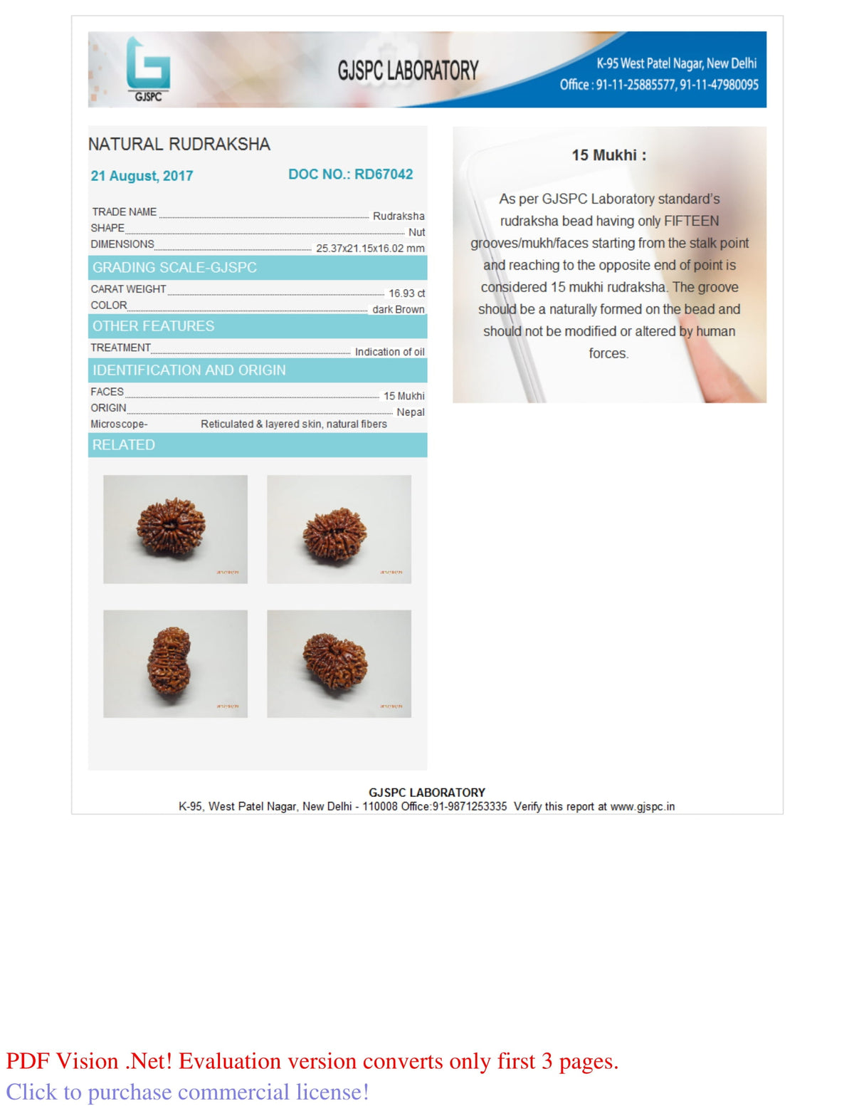 15 MUKHI RUDRAKSHA (25.37 mm)