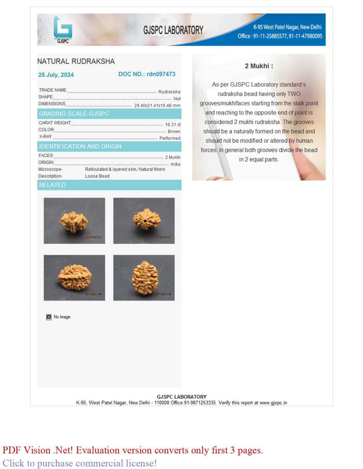 2 MUKHI RUDRAKSHA (29.40 mm) / 17.94 Ratti