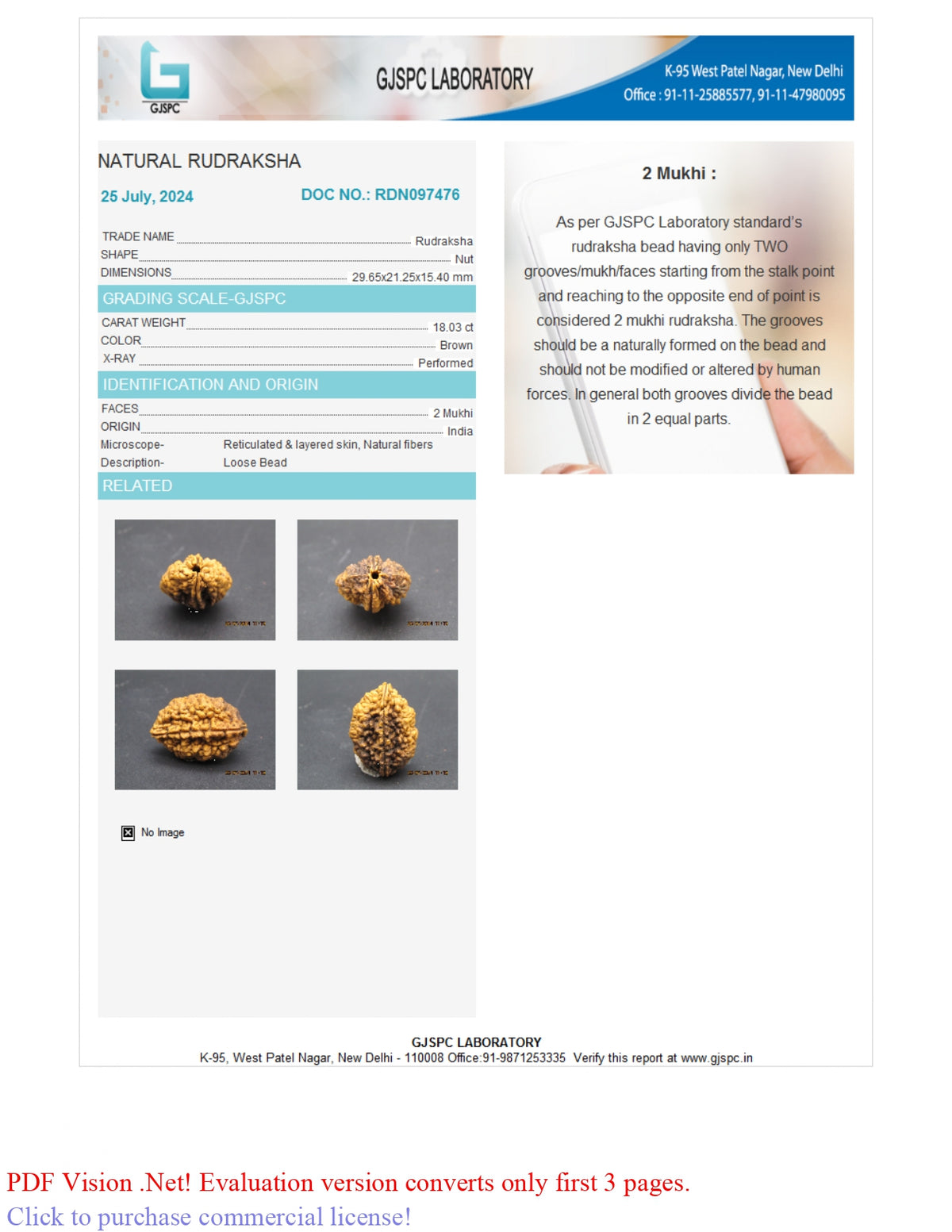 2 MUKHI RUDRAKSHA (29.65 mm) / 19.83 Ratti