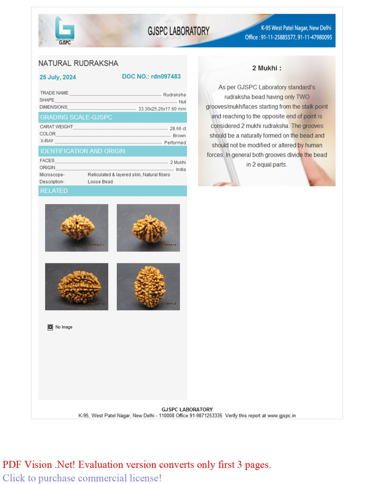 2 MUKHI RUDRAKSHA (33.30 mm) / 31.53 Ratti