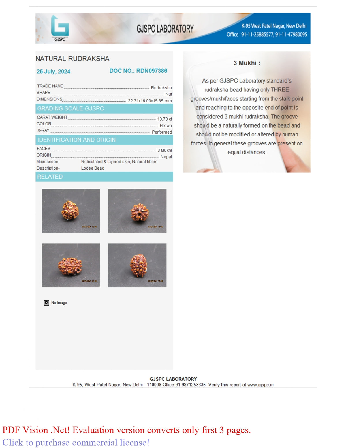 3 MUKHI RUDRAKSHA (22.31 mm) / 15.07 Ratti