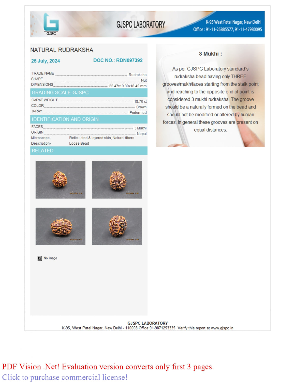 3 MUKHI RUDRAKSHA (22.47 mm) / 20.57 Ratti