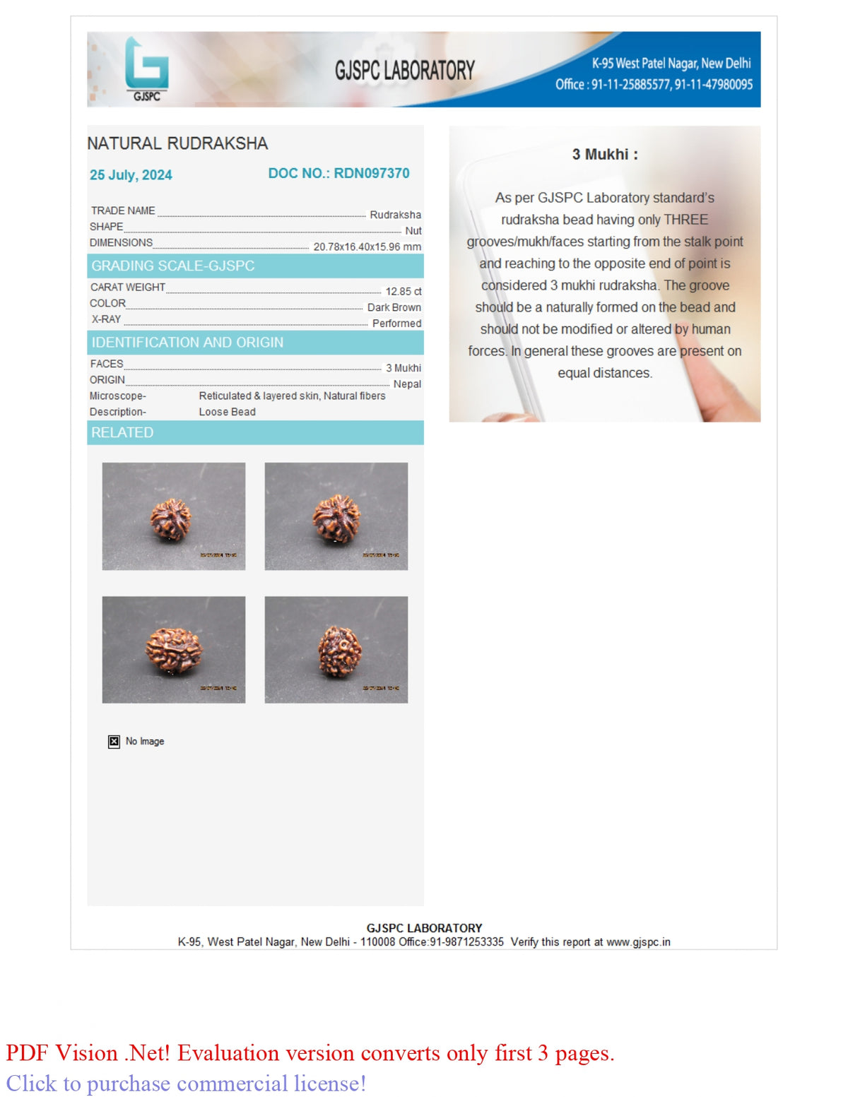 3 MUKHI RUDRAKSHA (20.78 mm) / 14.14 Ratti