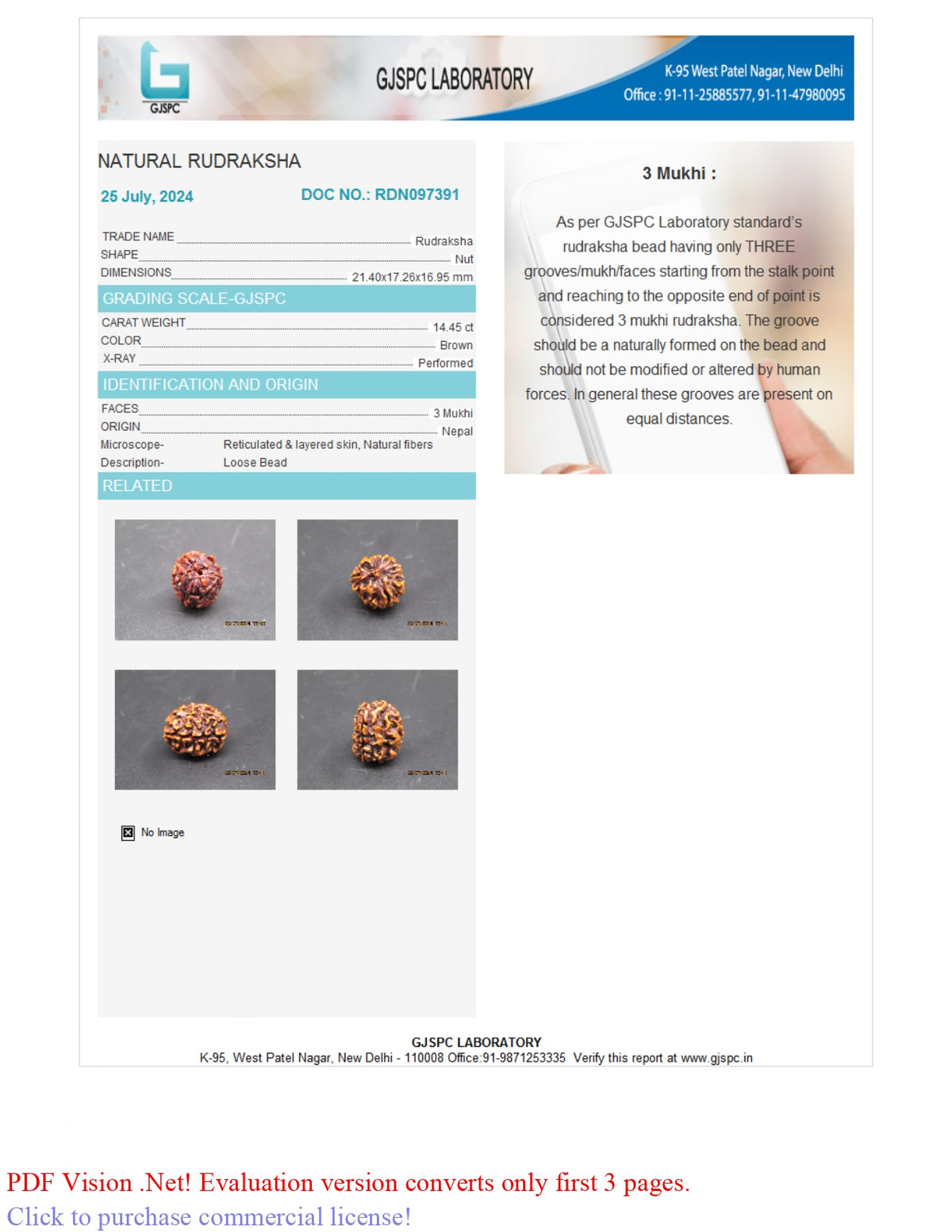 3 MUKHI RUDRAKSHA (21.40 mm) / 15.9 Ratti