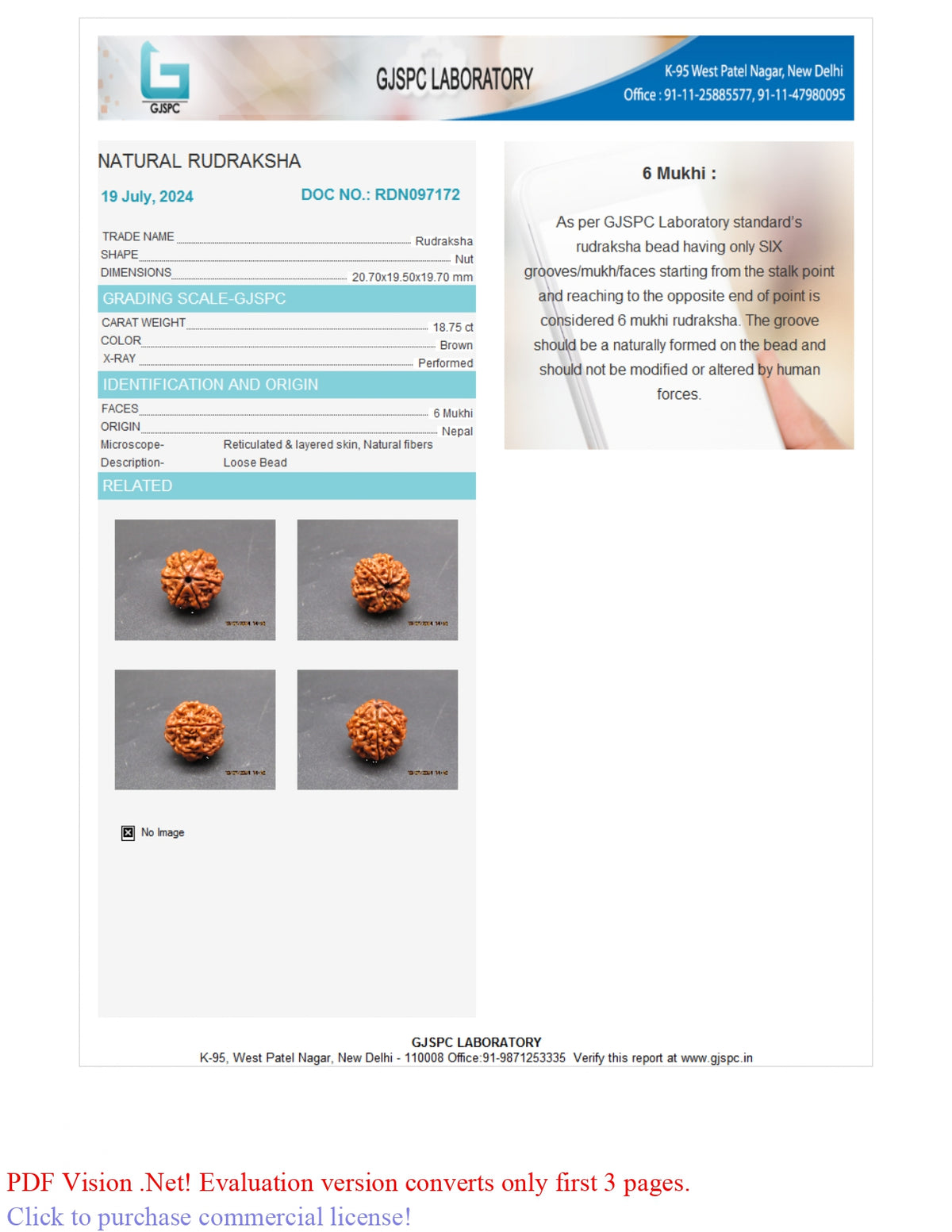 6 MUKHI RUDRAKSHA (20.70 mm)