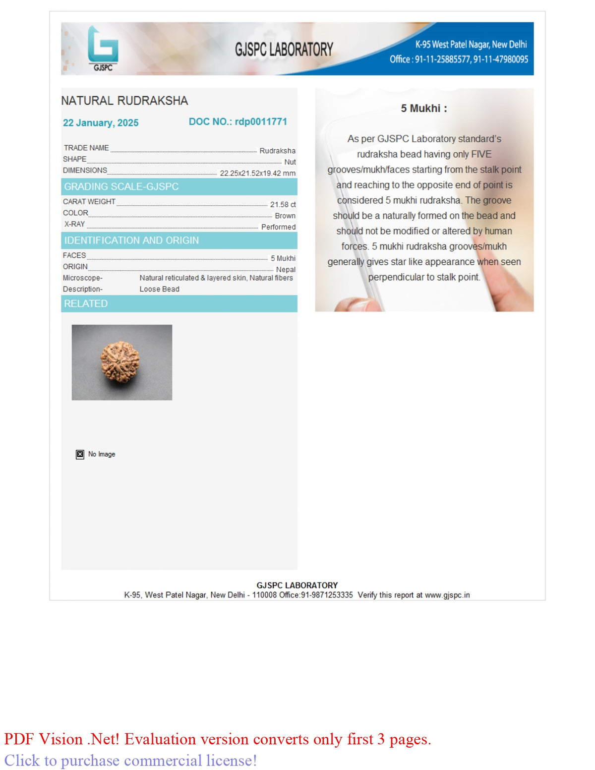 5 MUKHI RUDRAKSHA (22.25 mm)