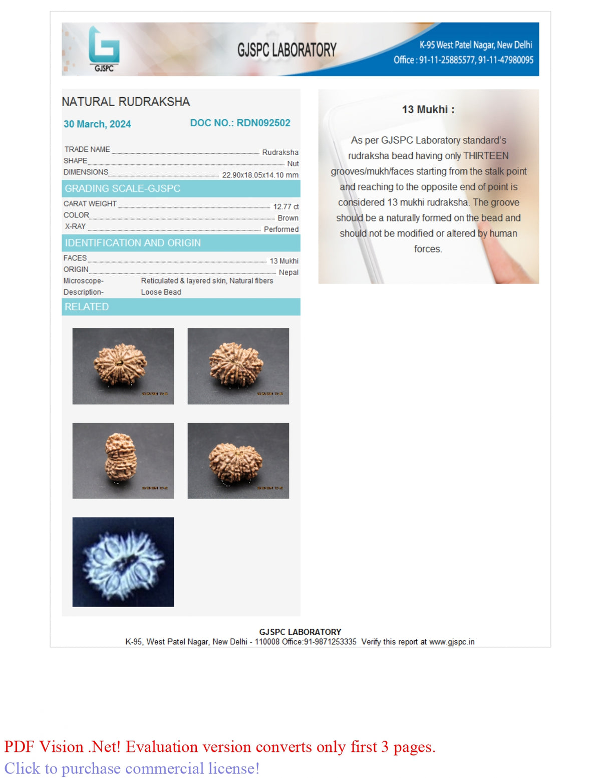 13 MUKHI RUDRAKSHA (22.90 mm)