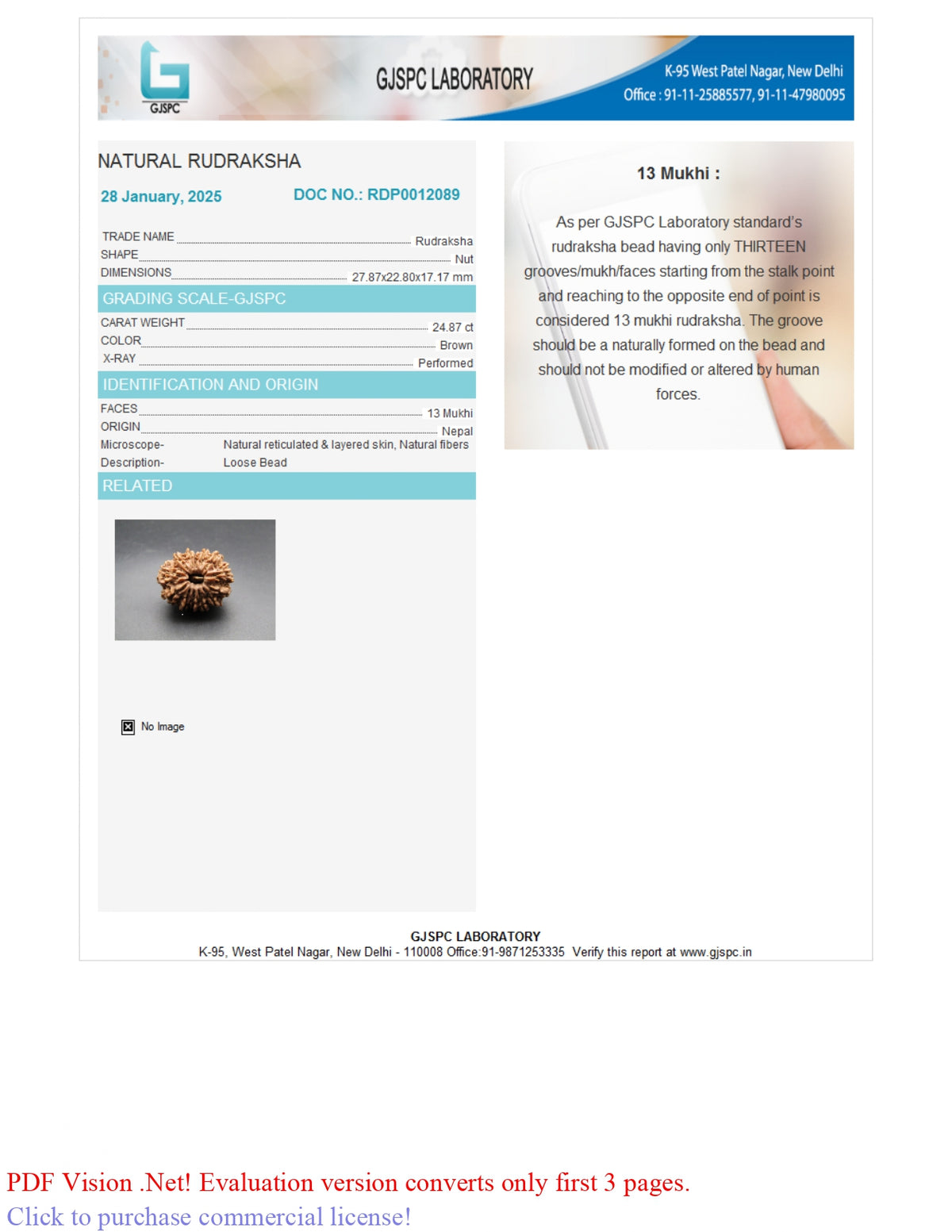 13 MUKHI RUDRAKSHA (27.87 mm)