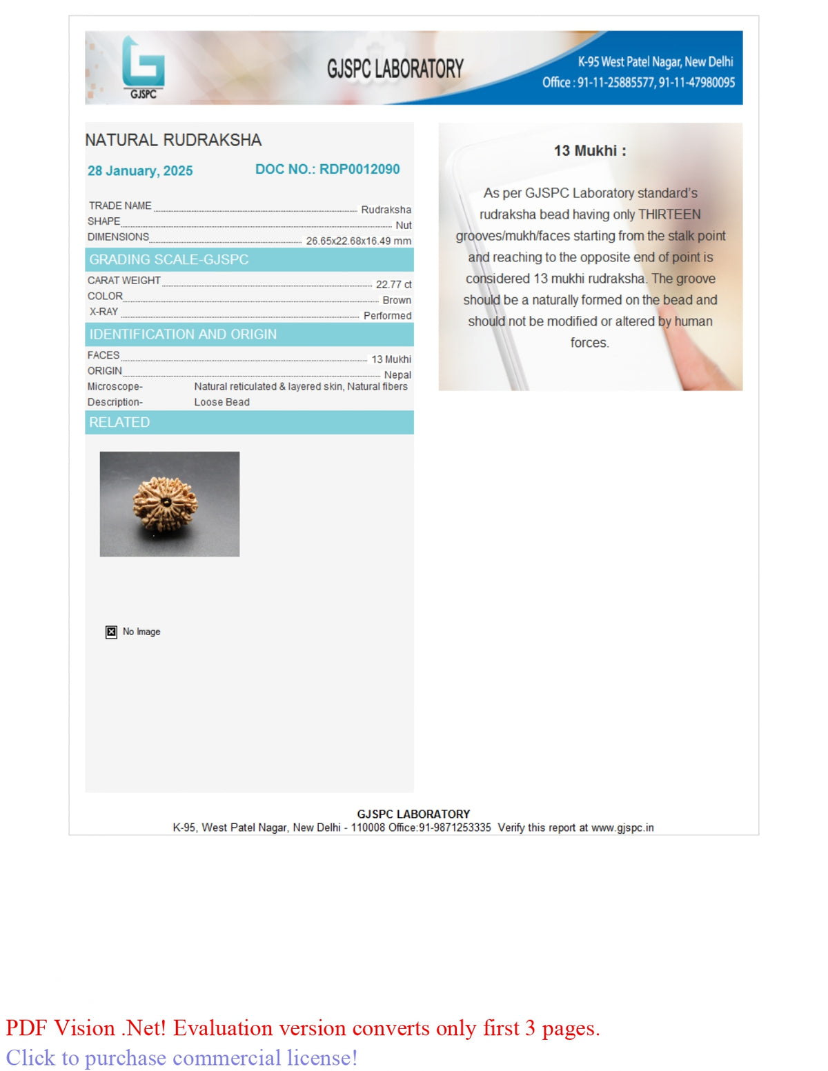 13 MUKHI RUDRAKSHA (26.65 mm)