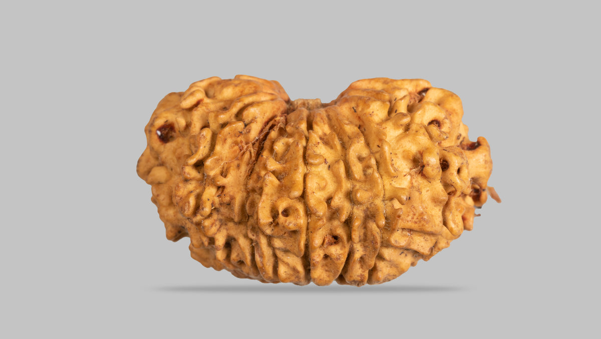 15 MUKHI RUDRAKSHA ( 23.78 mm )