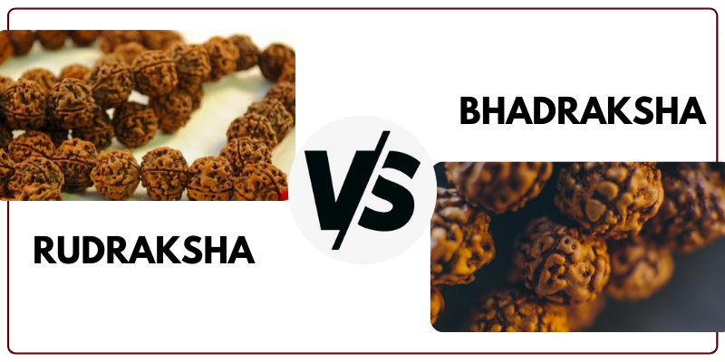 Rudraksha and Bhadraksha: What is the difference?