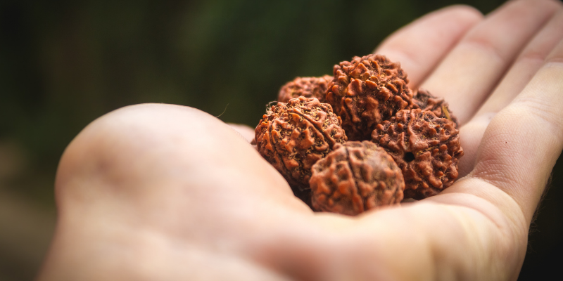 Sixteen Mukhi (16 faces) Rudraksha: Importance, Benefits, Power, Significance & Procedure to Wear