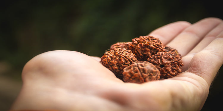 Five Mukhi (5 Faces ) Rudraksha: Importance, Benefits, Power, Significance & Procedure to Wear