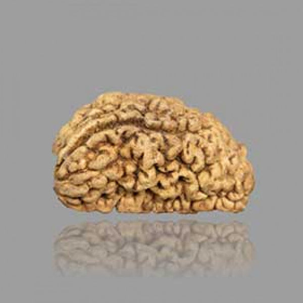 1 Mukhi Rudraksha