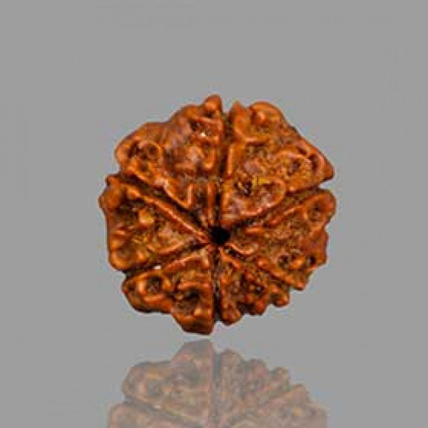 6 Mukhi Rudraksha