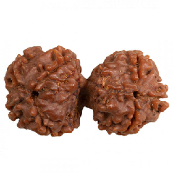 Gauri Shankar Rudraksha