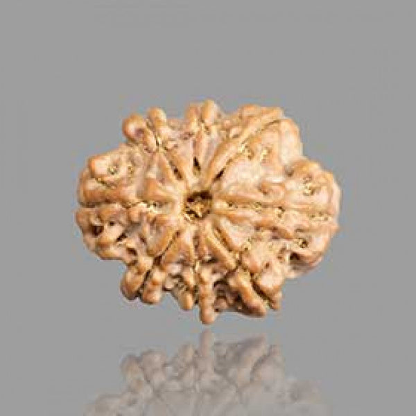 8 Mukhi Rudraksha