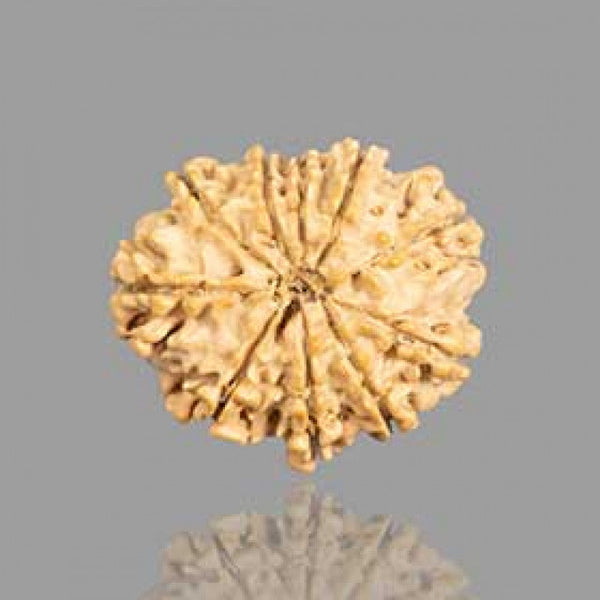 10 Mukhi Rudraksha