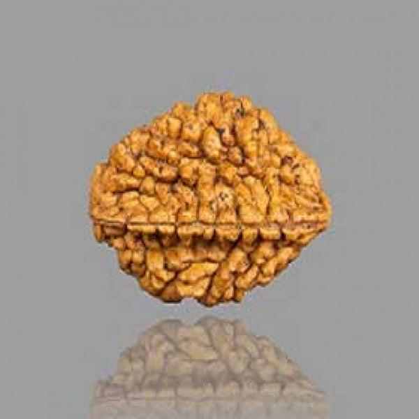 2 Mukhi Rudraksha