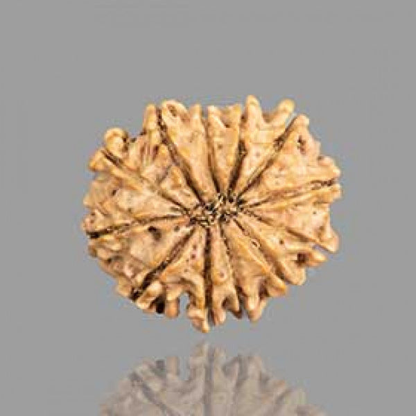 12 Mukhi Rudraksha