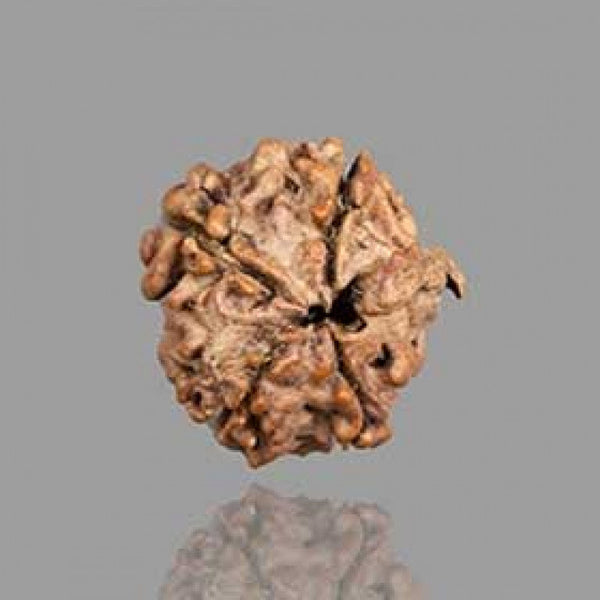4 Mukhi Rudraksha