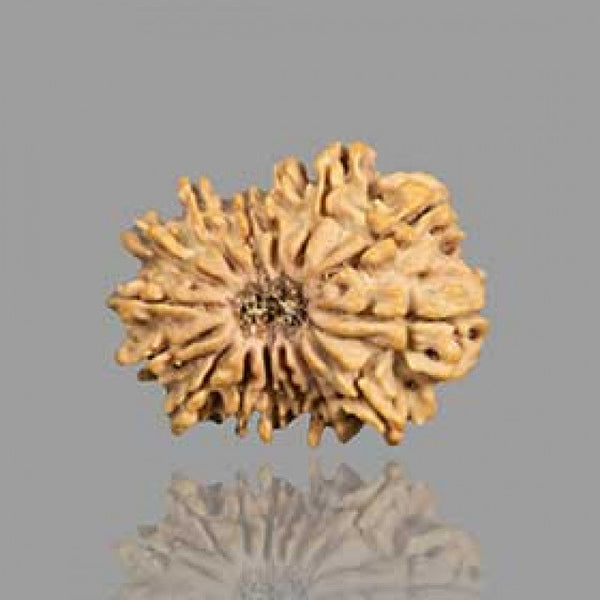 15 Mukhi Rudraksha