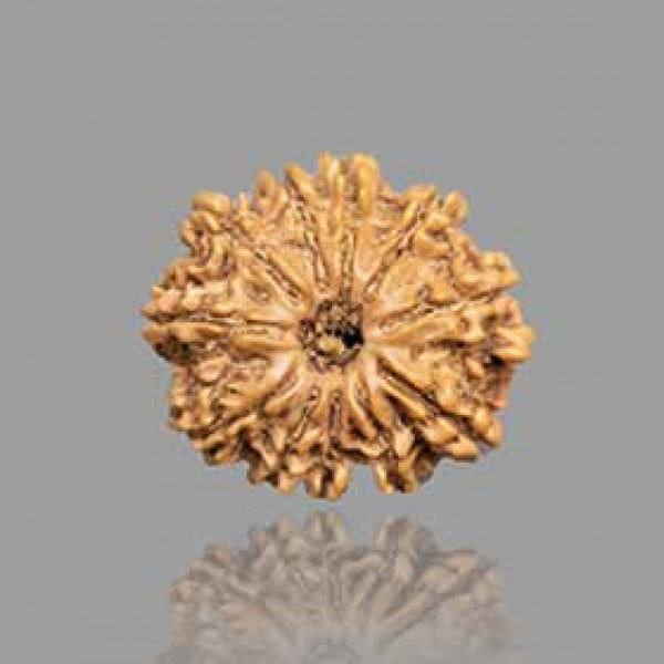 11 Mukhi Rudraksha
