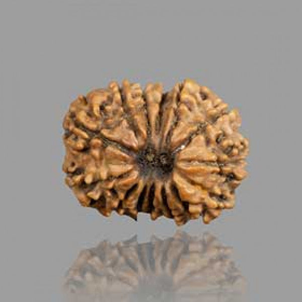 14 Mukhi Rudraksha