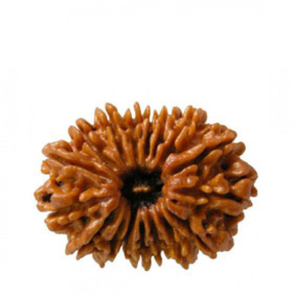 17 Mukhi Rudraksha