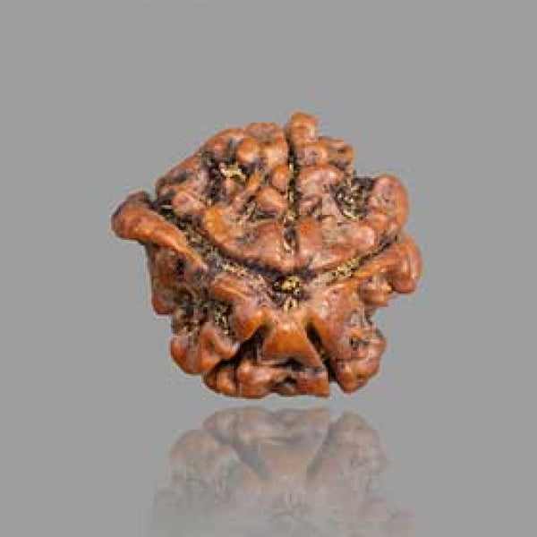 5 Mukhi Rudraksha