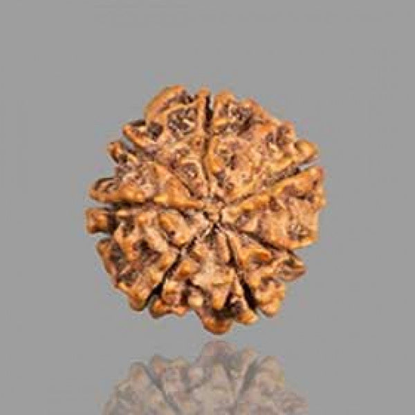 7 Mukhi Rudraksha