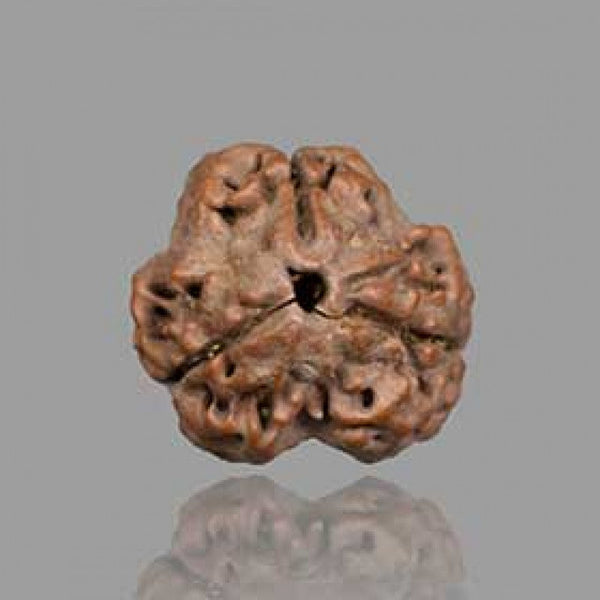 3 Mukhi Rudraksha