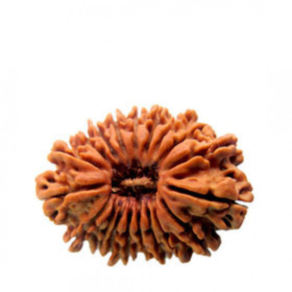 16 Mukhi Rudraksha