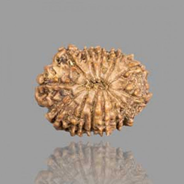 13 Mukhi Rudraksha