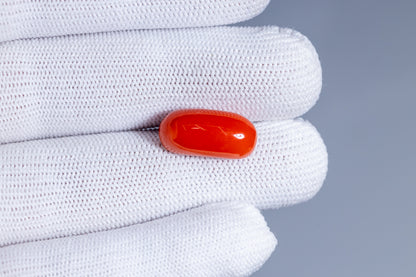 Italian Red Coral 11.66 Carats / 12.81 Ratti