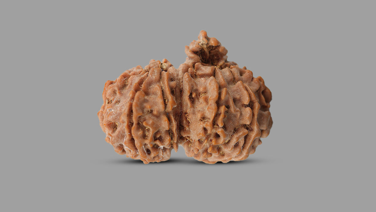 10 MUKHI GAURI SHANKAR RUDRAKSHA (30.80 mm)