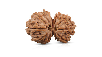 10 MUKHI GAURI SHANKAR RUDRAKSHA (30.80 mm)