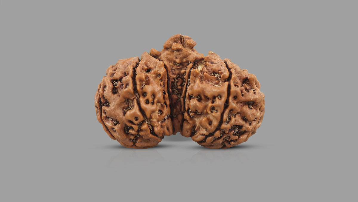 10 MUKHI GAURI SHANKAR RUDRAKSHA (31.65 mm)