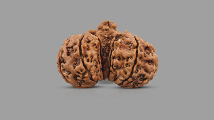 10 MUKHI GAURI SHANKAR RUDRAKSHA (31.65 mm)