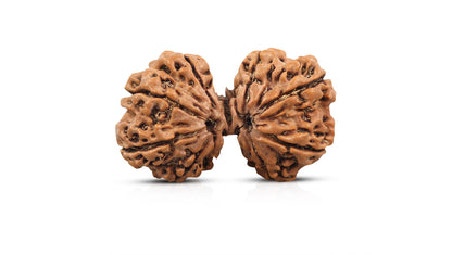 10 MUKHI GAURI SHANKAR RUDRAKSHA (31.65 mm)