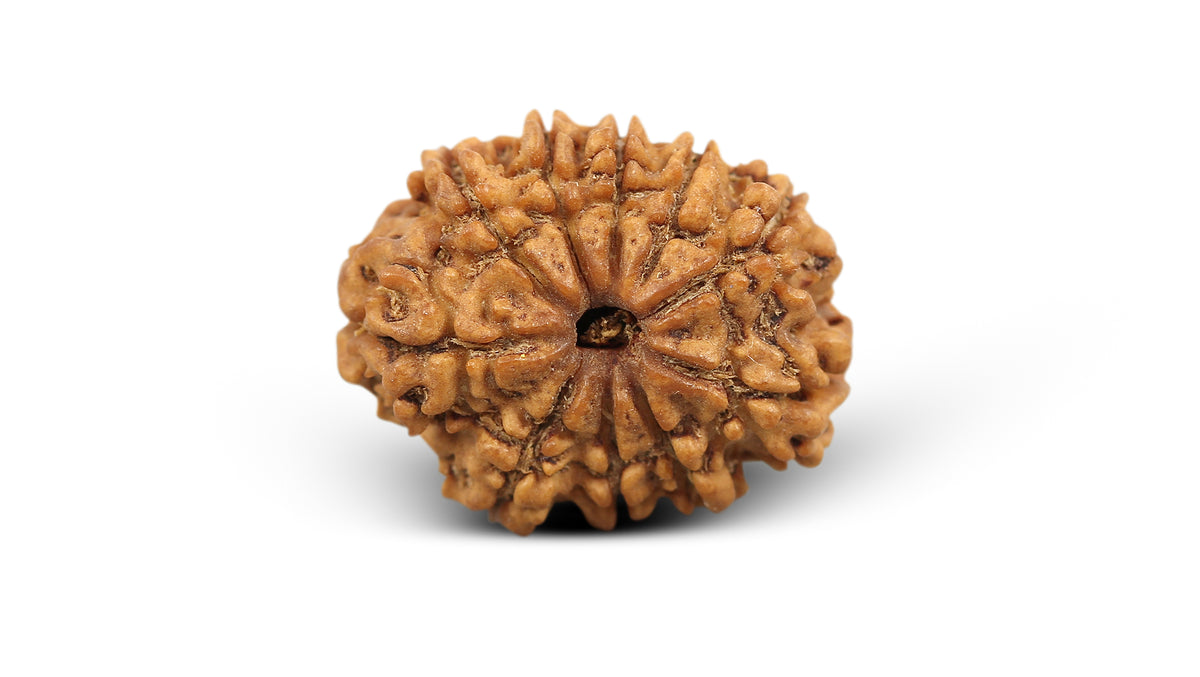 10 MUKHI RUDRAKSHA (22.93 mm)