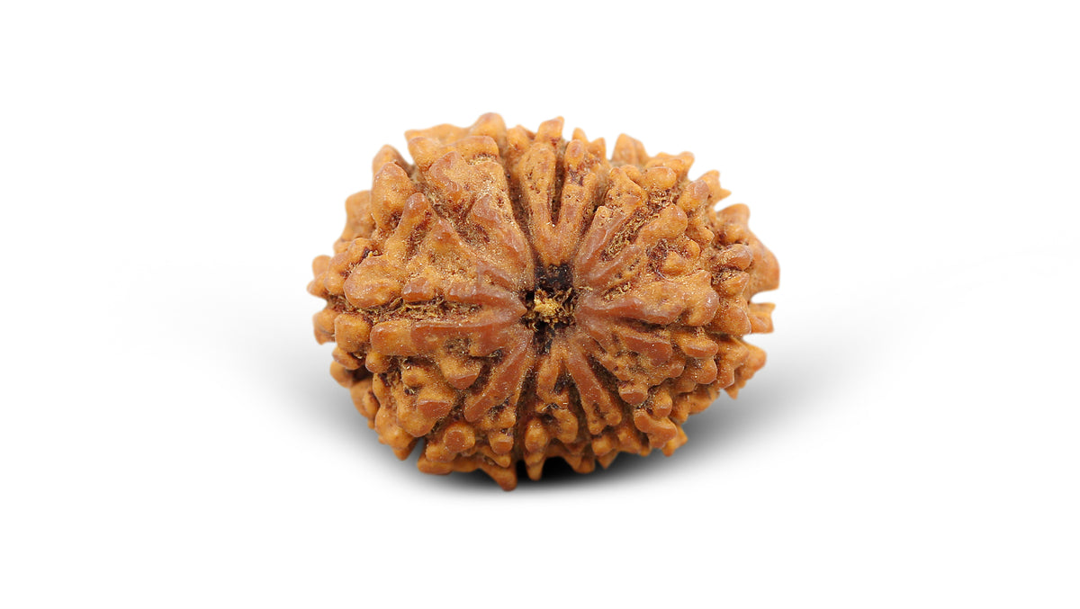 10 MUKHI RUDRAKSHA (23.70 mm)
