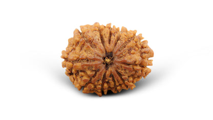 10 MUKHI RUDRAKSHA (23.70 mm)