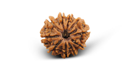 10 MUKHI RUDRAKSHA (22.04 mm)