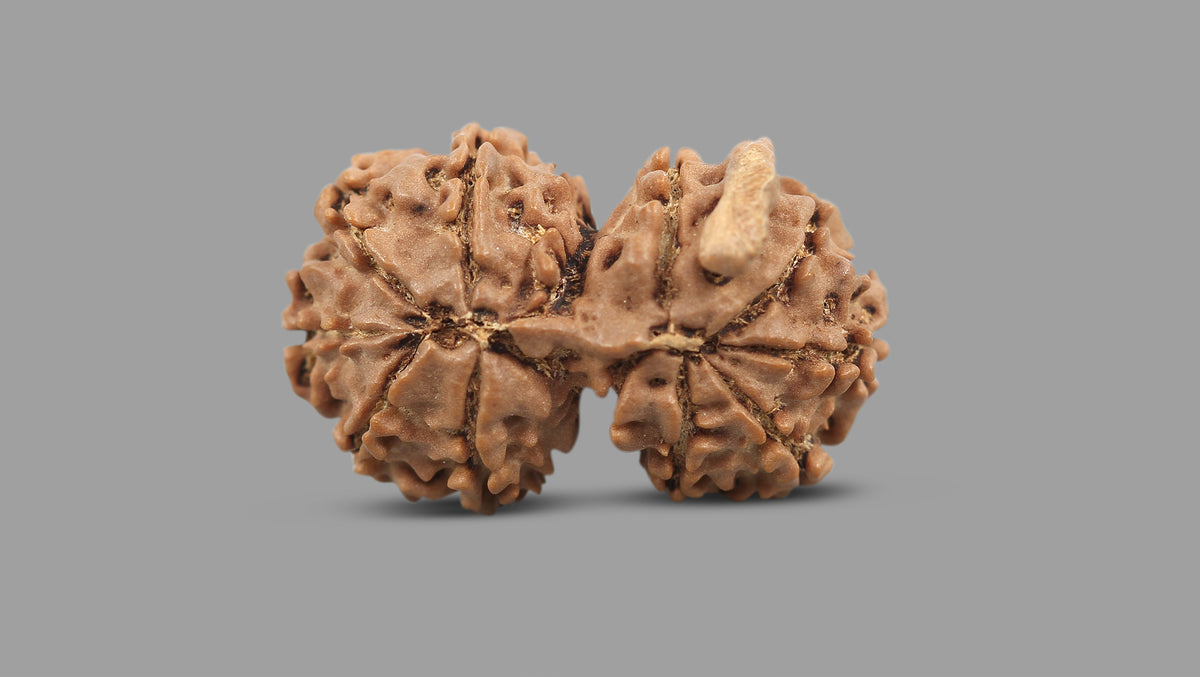 11 MUKHI GAURI SHANKAR GANESH RUDRAKSHA (30.82 mm)