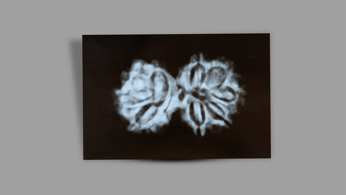 11 MUKHI GAURI SHANKAR GANESH RUDRAKSHA (30.82 mm)