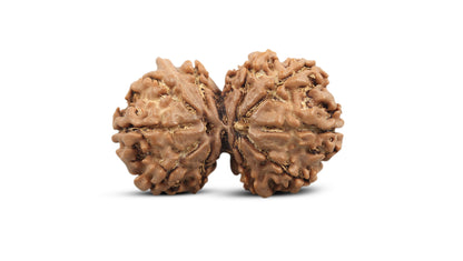 11 MUKHI GAURI SHANKAR GANESH RUDRAKSHA (30.82 mm)