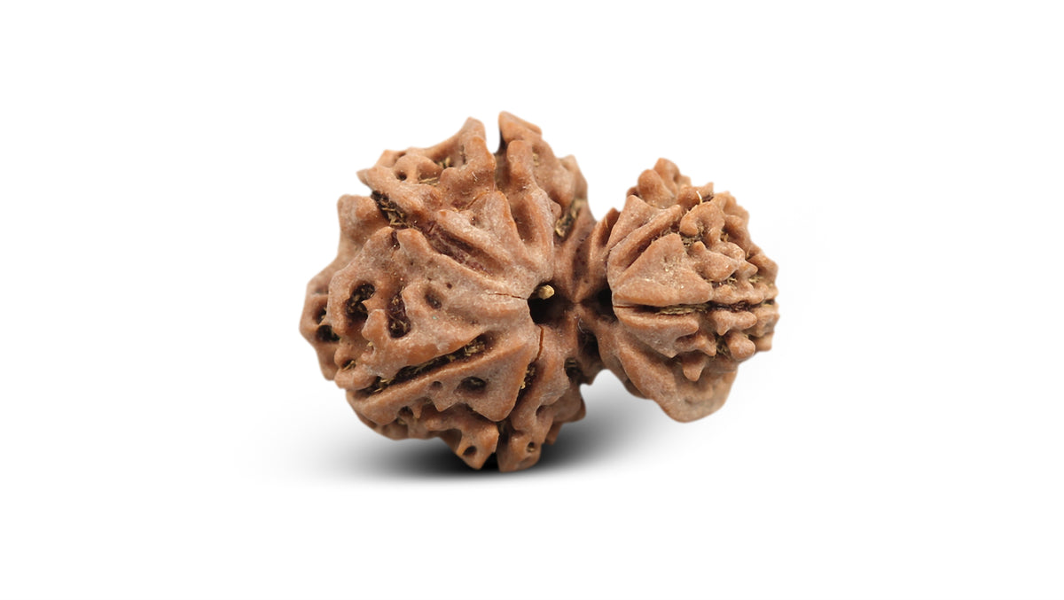 11 MUKHI GAURI SHANKAR GANESH RUDRAKSHA (23.85 mm)