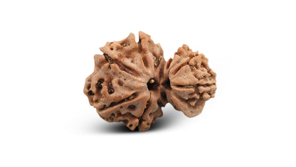 11 MUKHI GAURI SHANKAR GANESH RUDRAKSHA (23.85 mm)