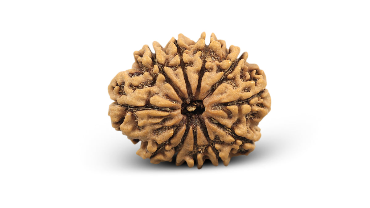 11 MUKHI RUDRAKSHA (25.05 mm)